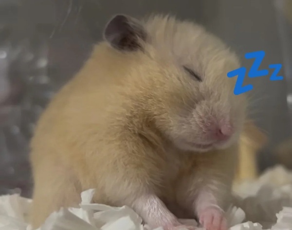 meme hamster ăn chuối