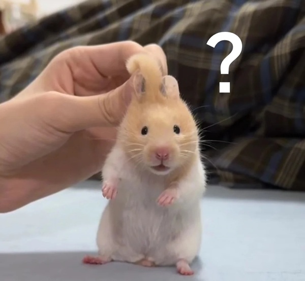 meme hamster cầm thánh giá