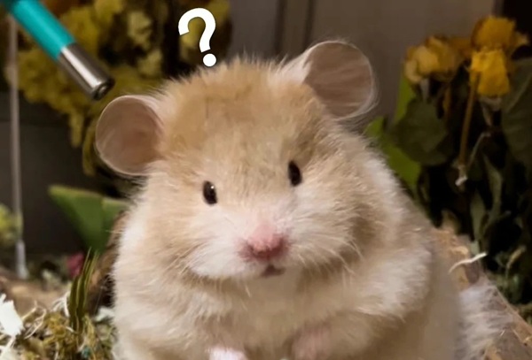 meme hamster hoảng hốt