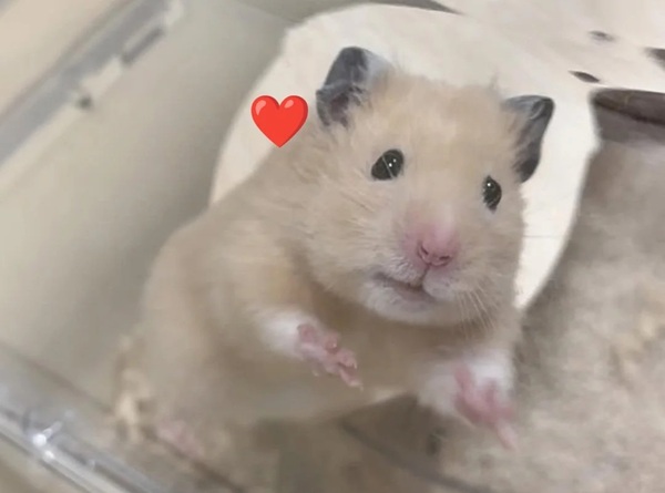 meme hamster sợ hãi