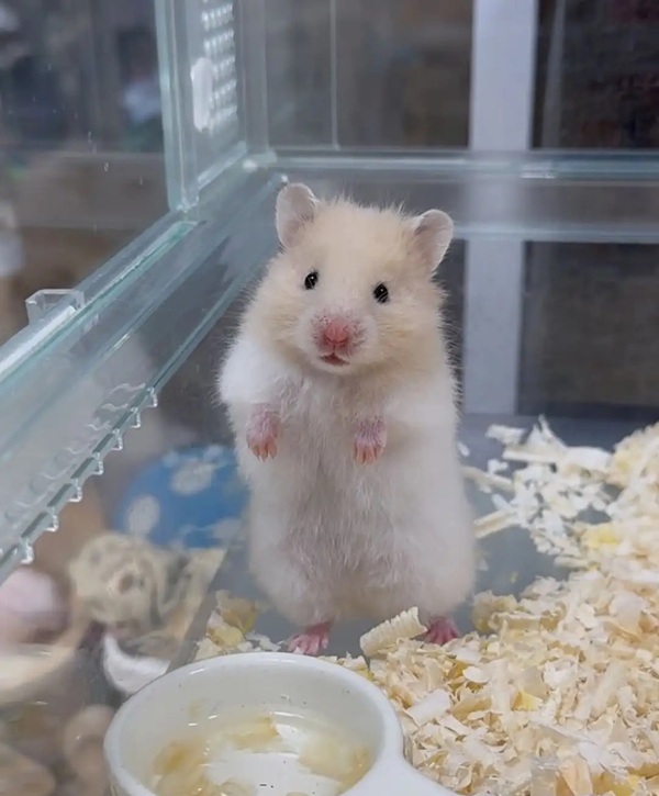 meme hamster