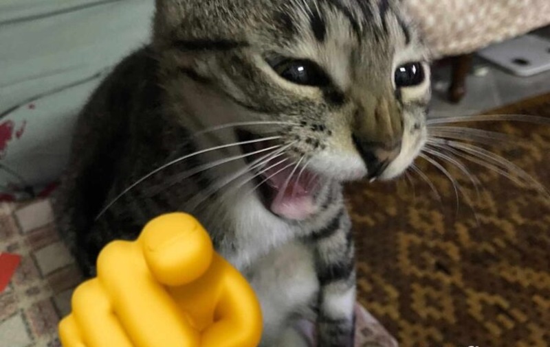 meme hoảng hốt chỉ tay