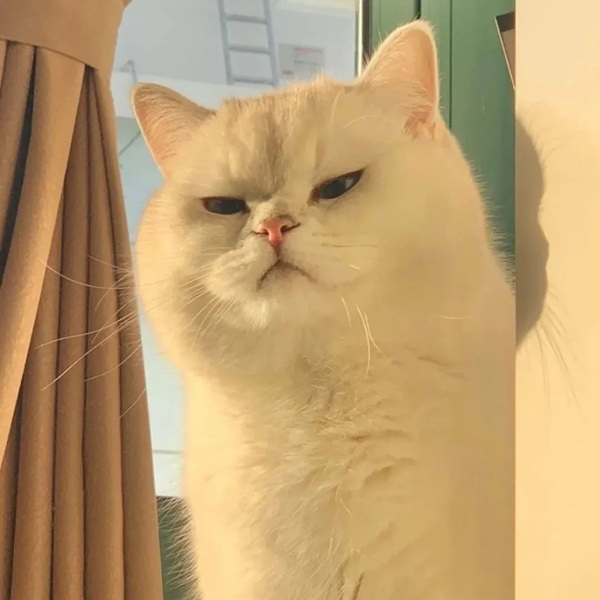 ảnh meme khinh bỉ