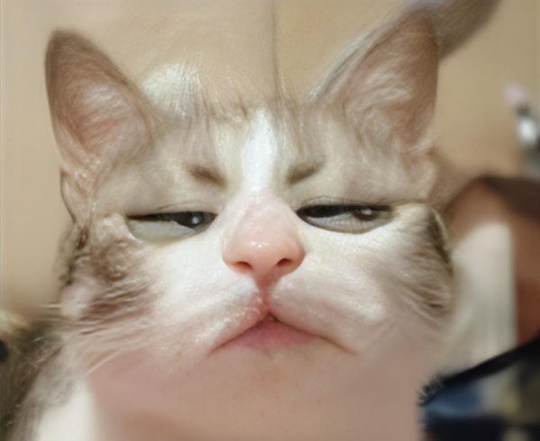 meme khinh bỉ 15