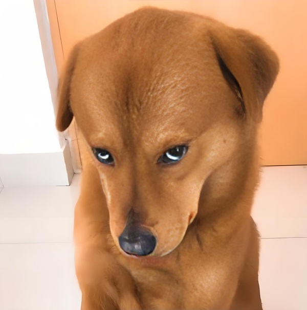 meme khinh bỉ 6