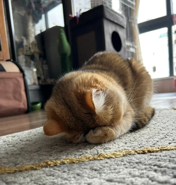 meme lạy (16)