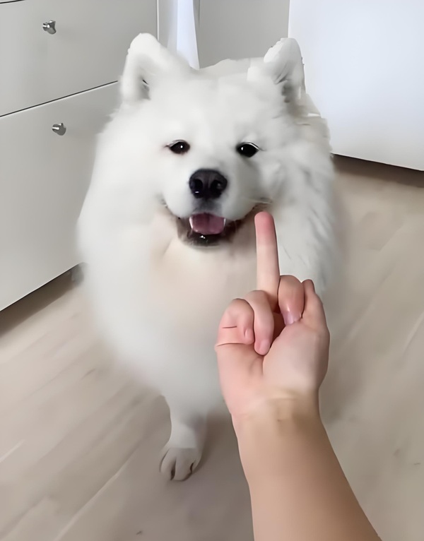meme ngón giữa 35