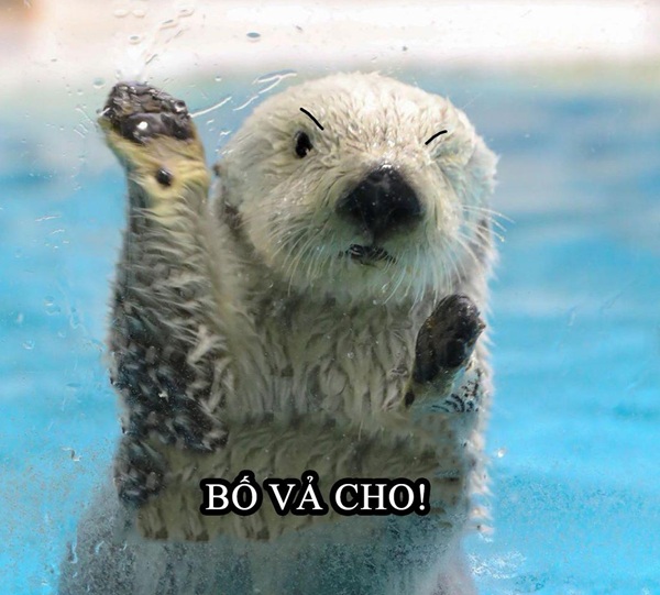 rái cá meme