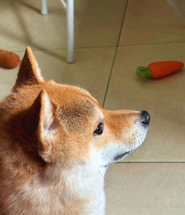 shiba meme