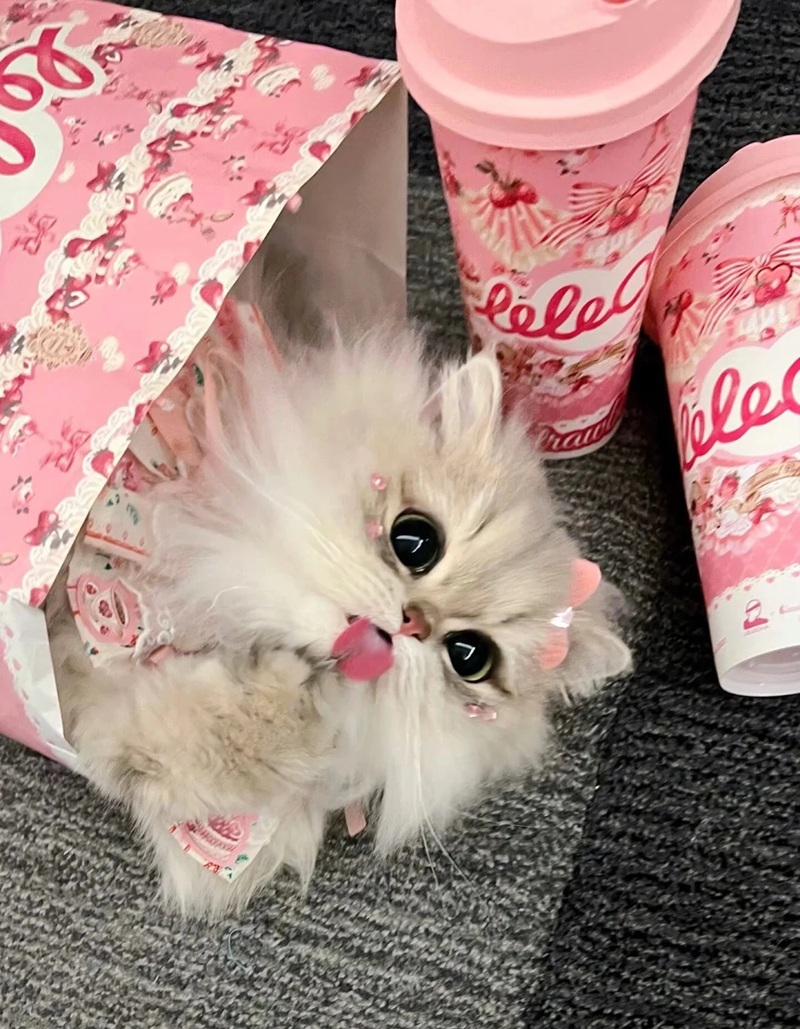 ảnh mèo siêu cute​ 1