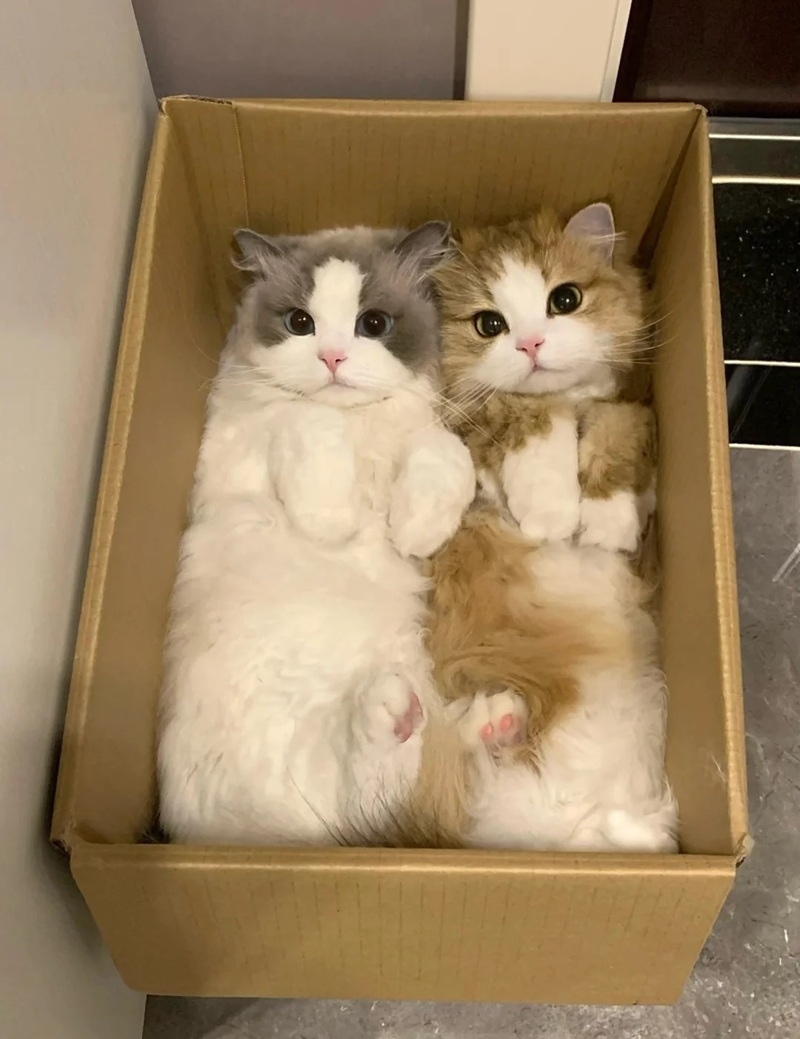 ảnh mèo siêu cute​ 10