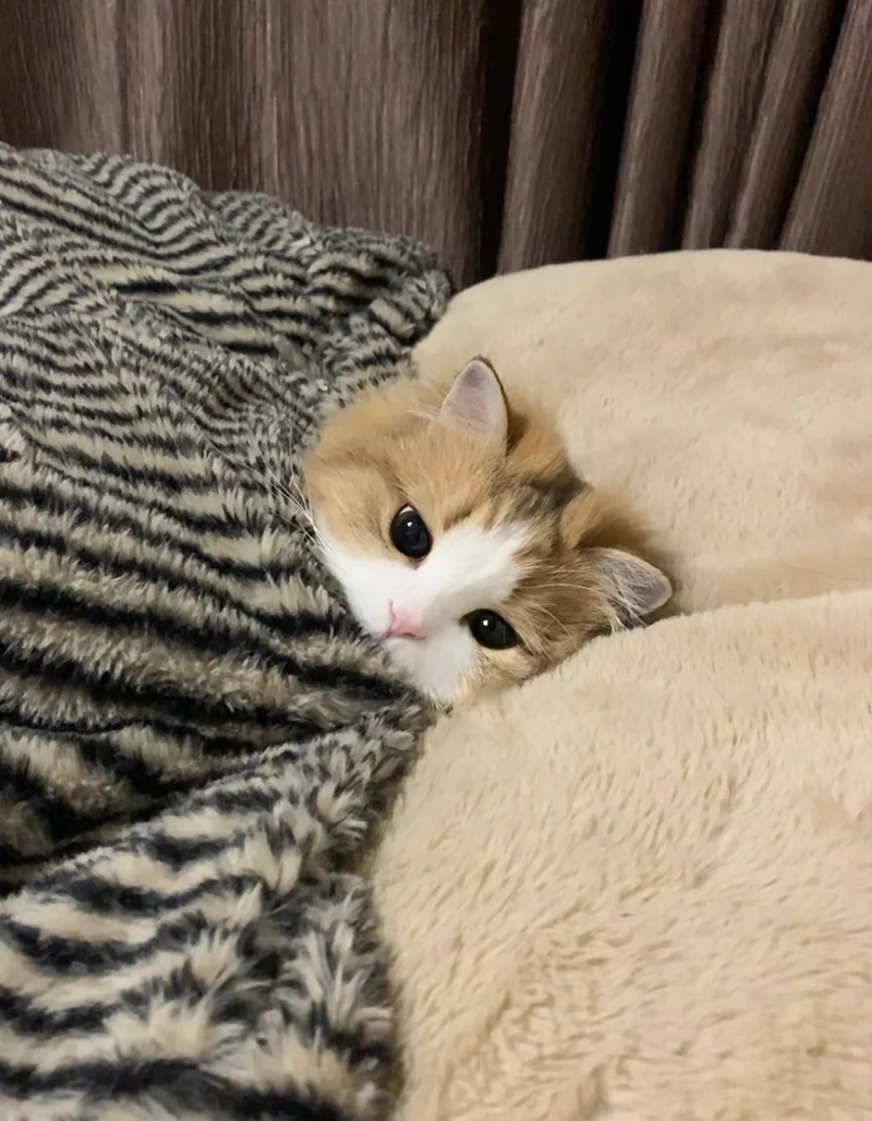 ảnh mèo siêu cute​ 11