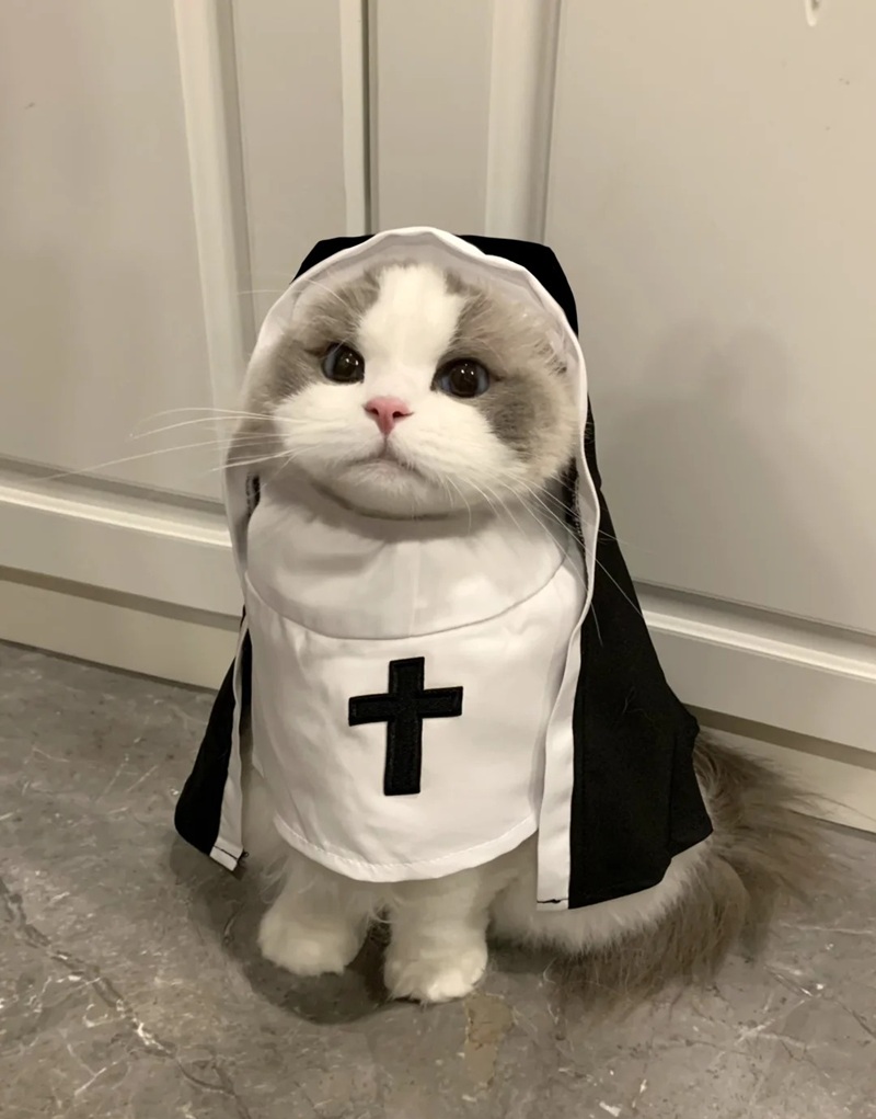 ảnh mèo siêu cute​ 12