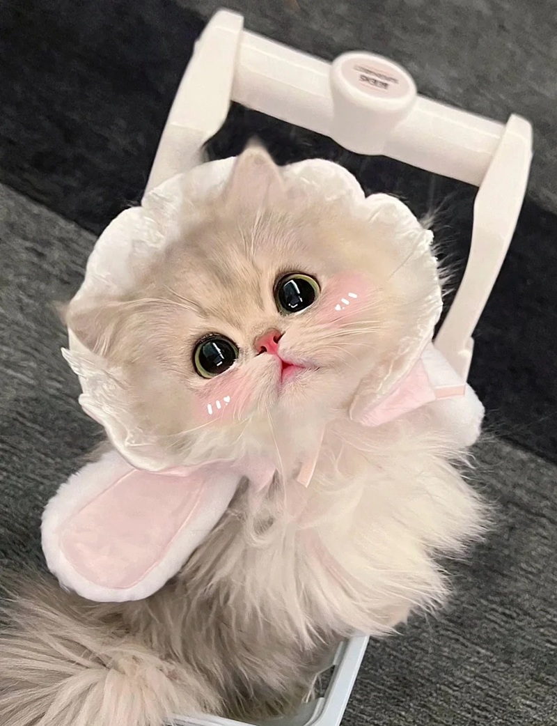 ảnh mèo siêu cute​ 19