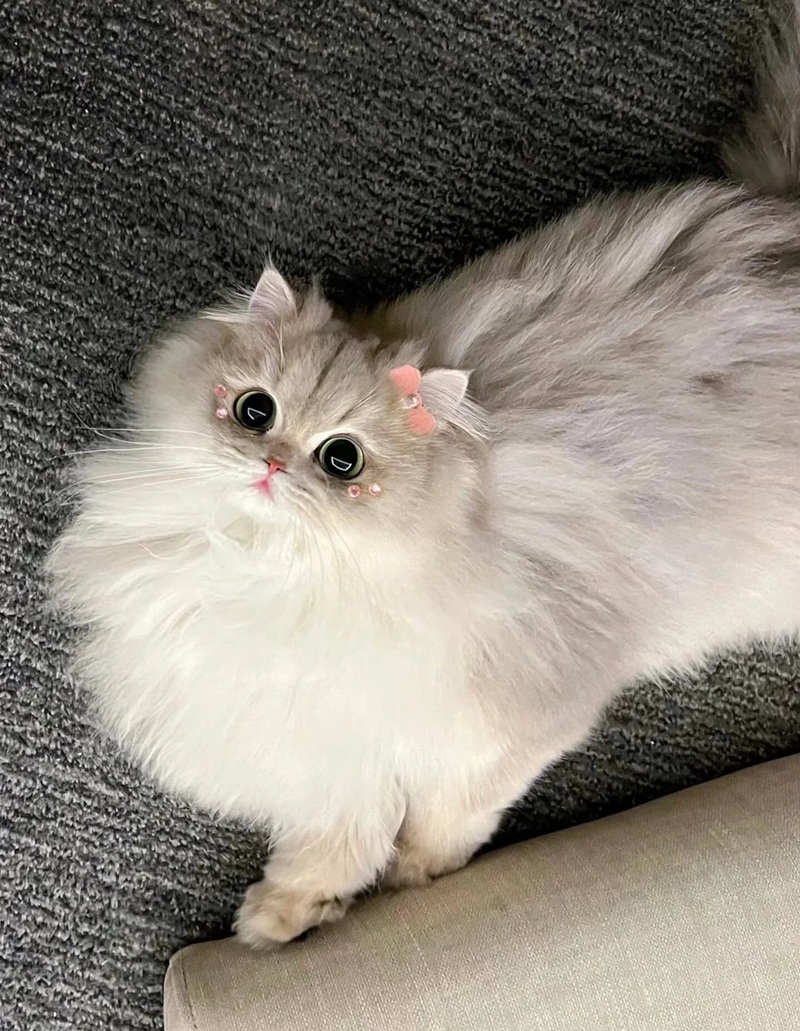 ảnh mèo siêu cute​ 2
