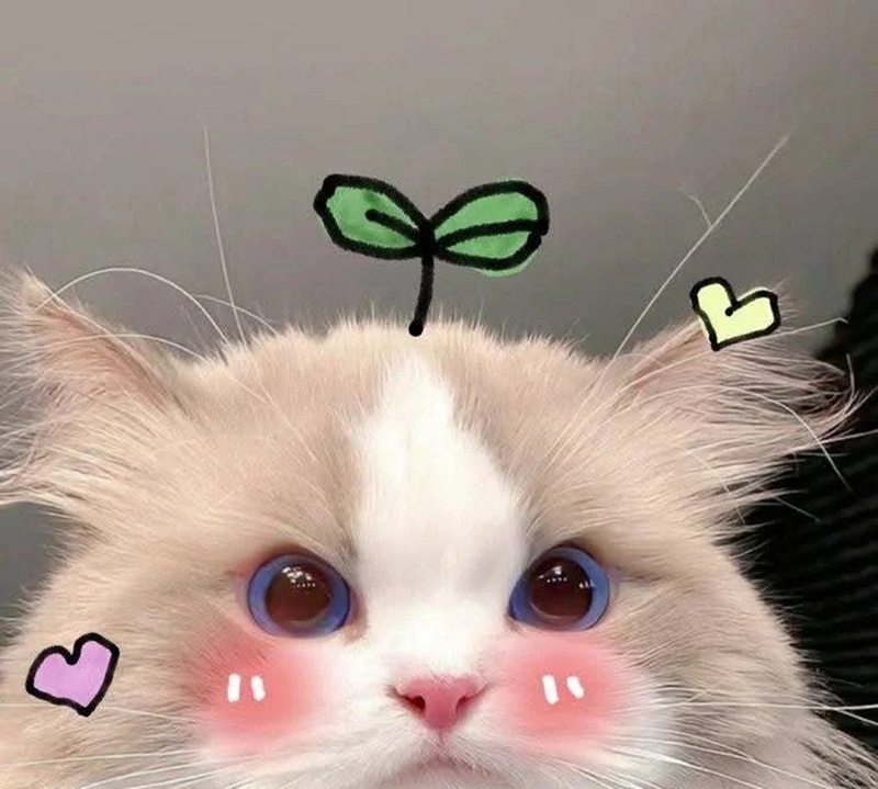 ảnh mèo siêu cute​ 20