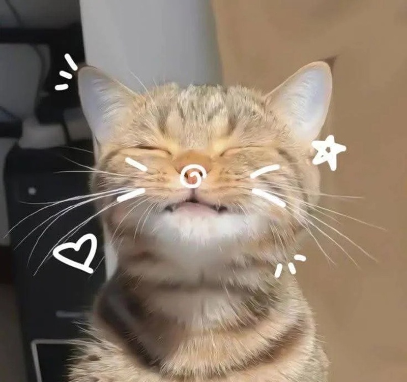ảnh mèo siêu cute​ 21