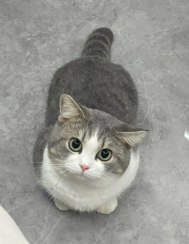 ảnh mèo siêu cute​ 22