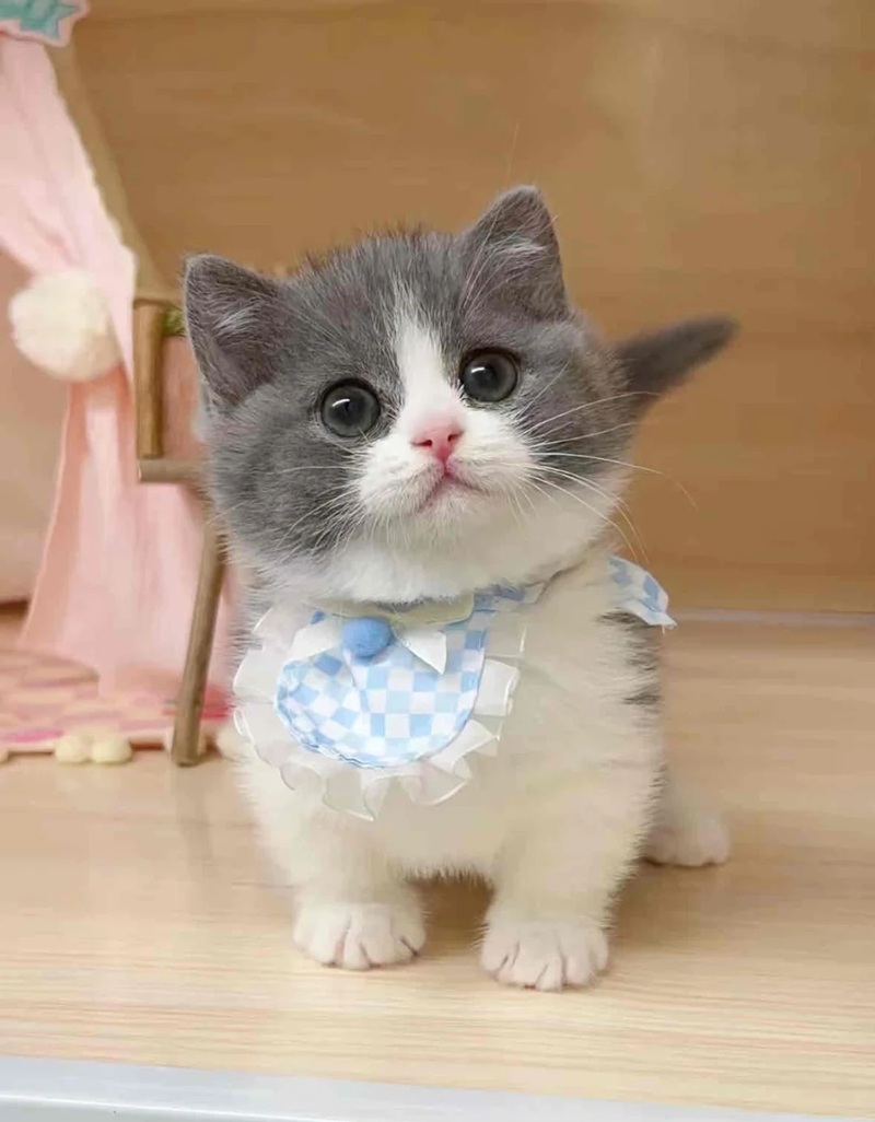 ảnh mèo siêu cute​ 25
