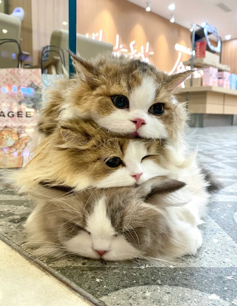 ảnh mèo siêu cute​ 26