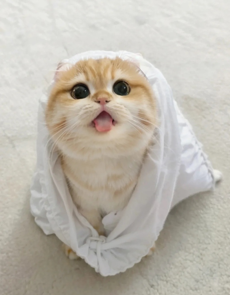 ảnh mèo siêu cute​ 27
