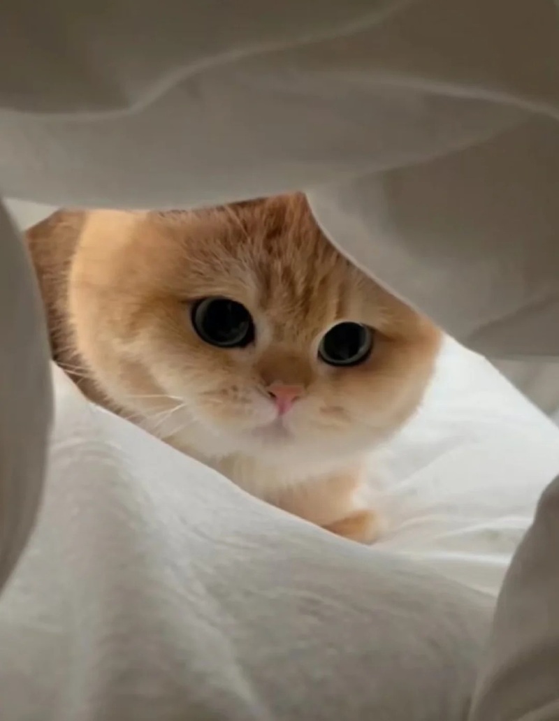 ảnh mèo siêu cute​ 28