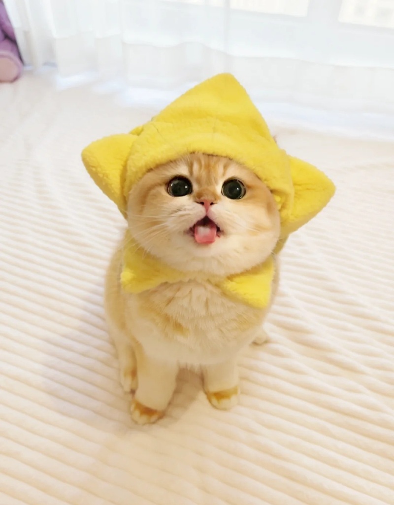 ảnh mèo siêu cute​ 29