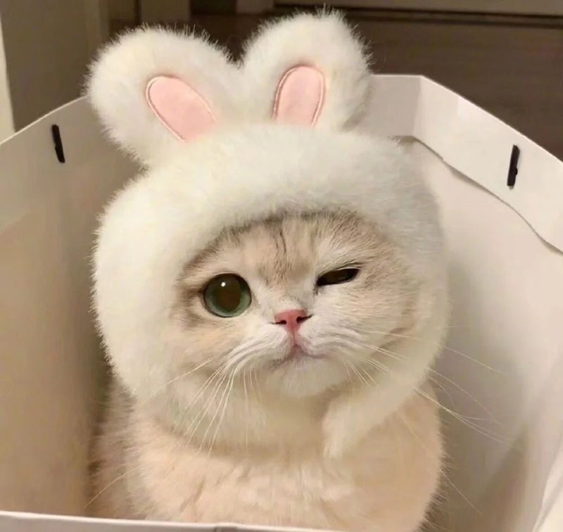 ảnh mèo siêu cute​ 3
