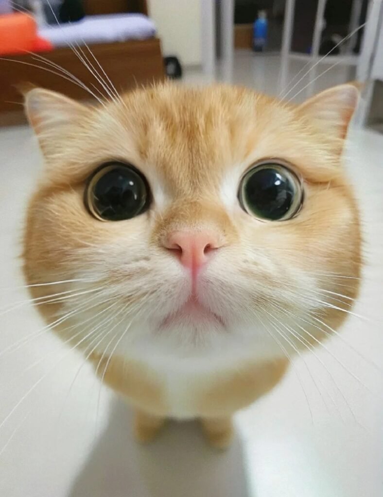 ảnh mèo siêu cute​