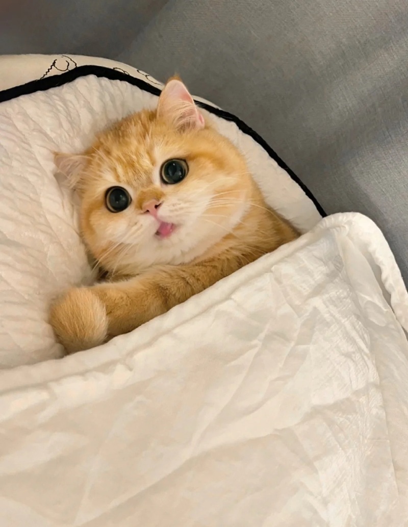 ảnh mèo siêu cute​ 32