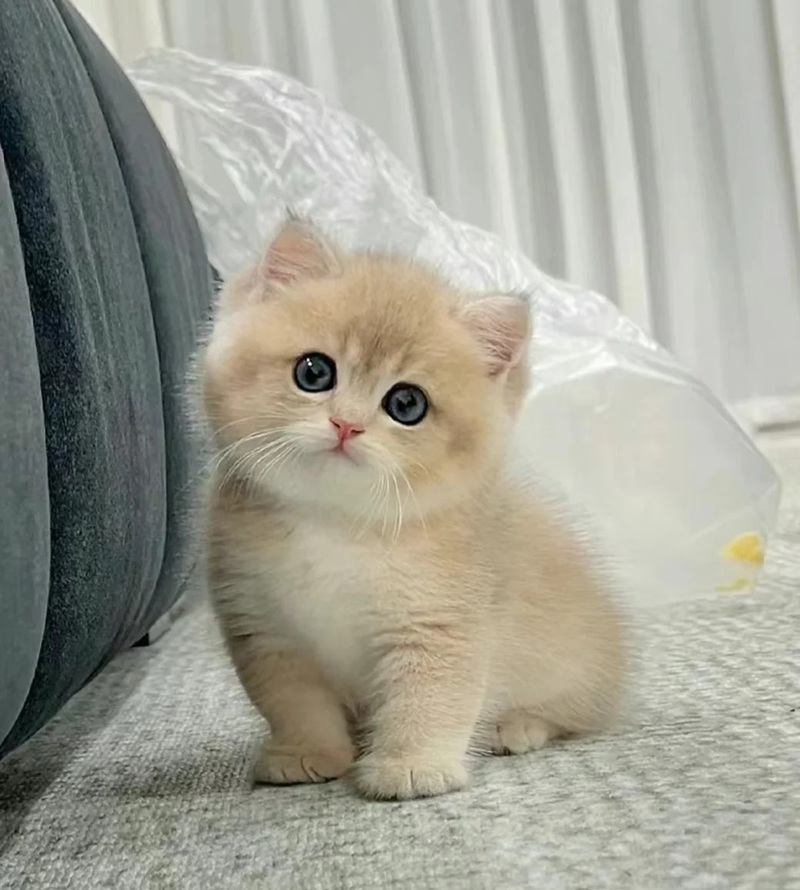 ảnh mèo 35 cute​ 