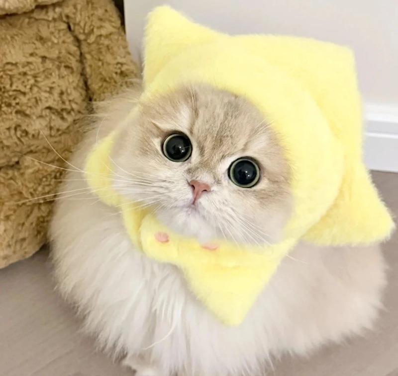 ảnh mèo siêu cute​ 36