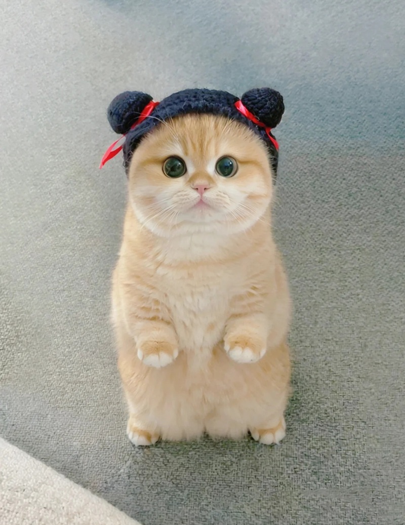 ảnh mèo siêu cute​ 37