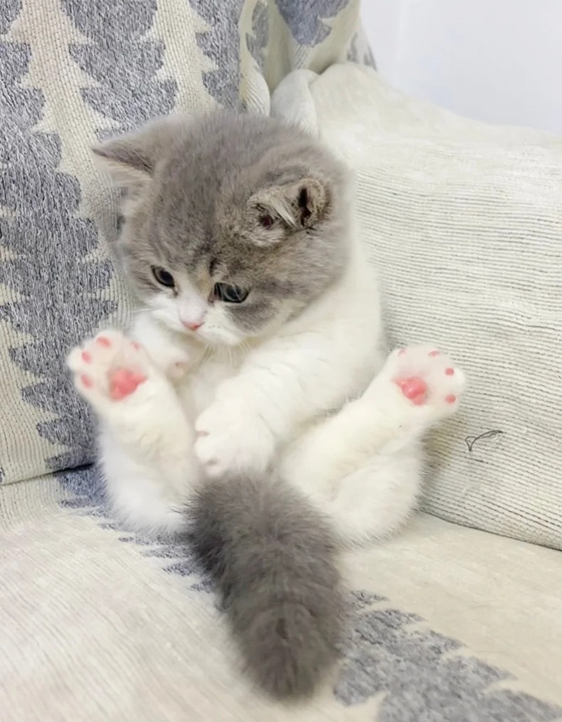 ảnh mèo siêu cute​ 38