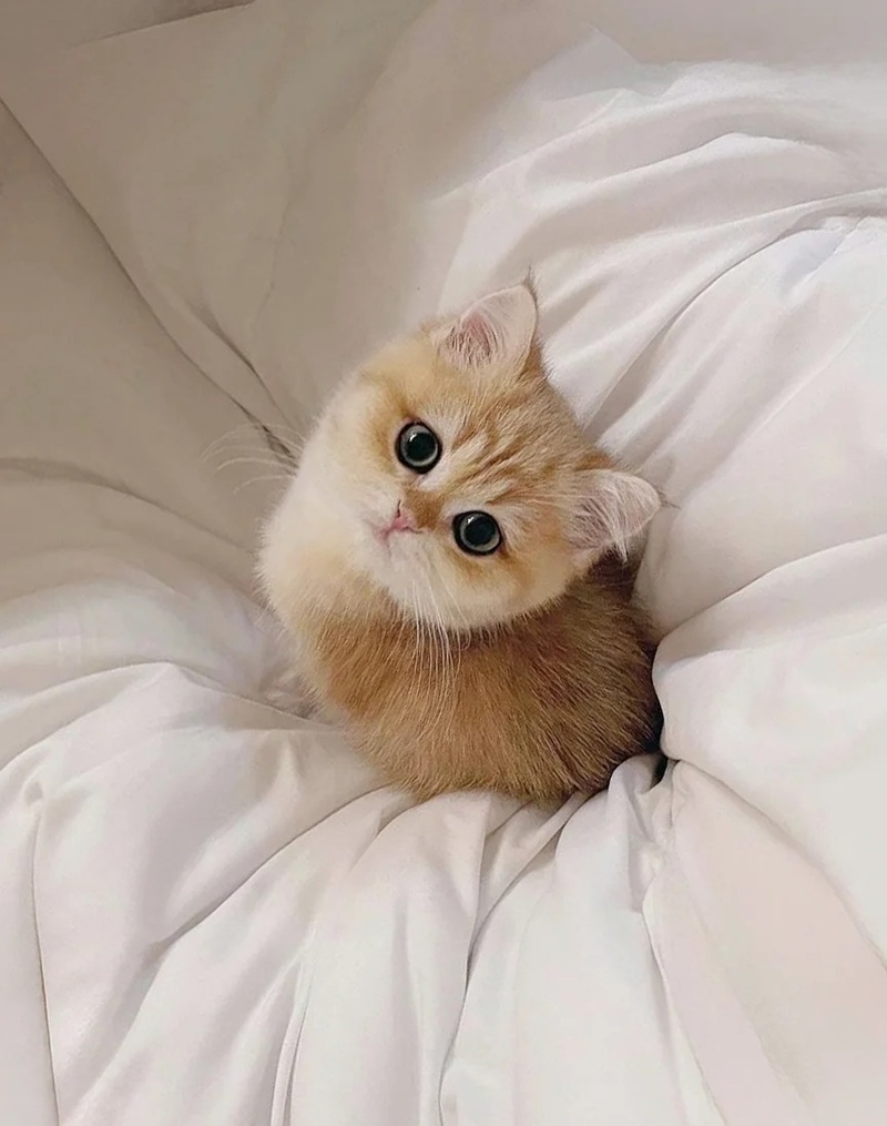 ảnh mèo siêu cute​ 39
