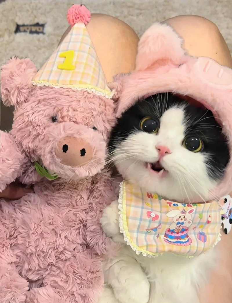 ảnh mèo siêu cute​ 4