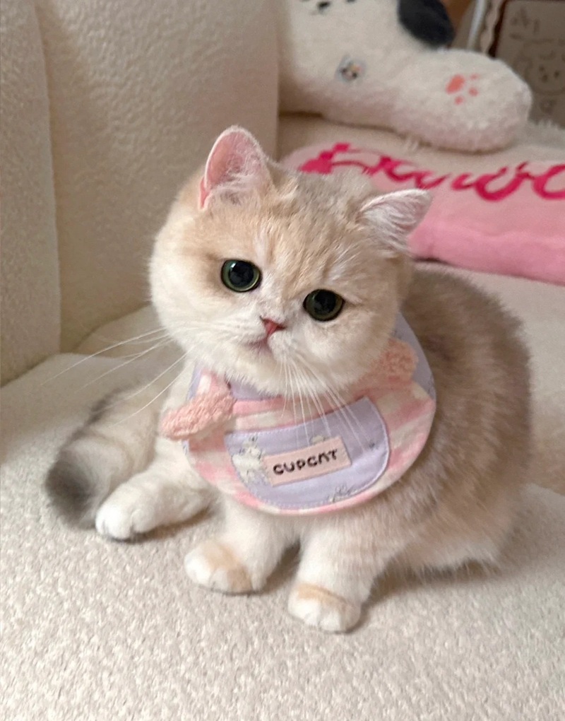 ảnh mèo siêu cute​ 40