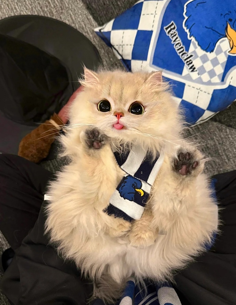 ảnh mèo siêu cute​ 6
