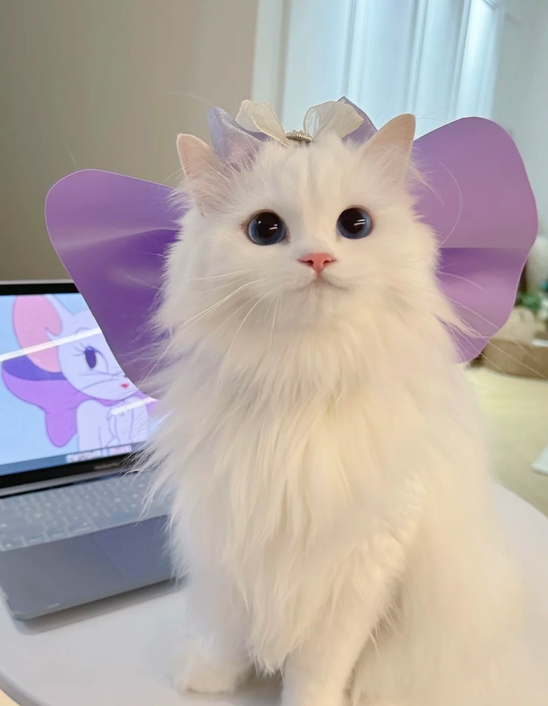 ảnh mèo siêu cute​ 7