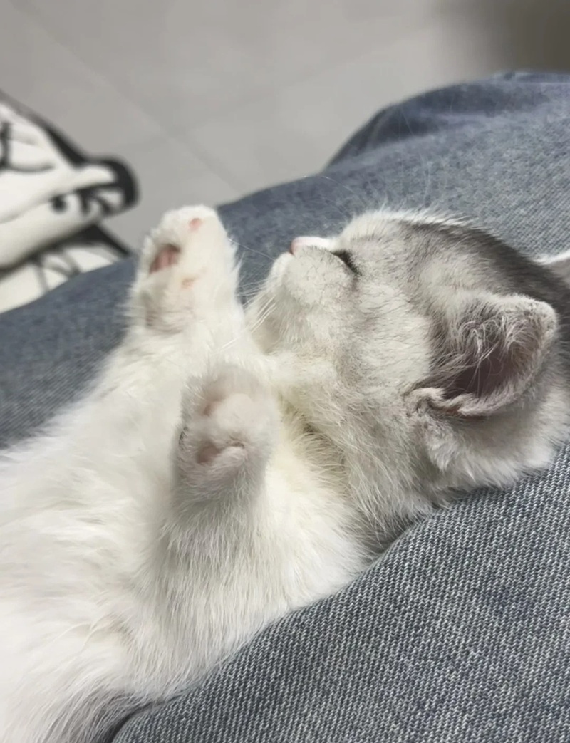 ảnh mèo siêu cute​ 8