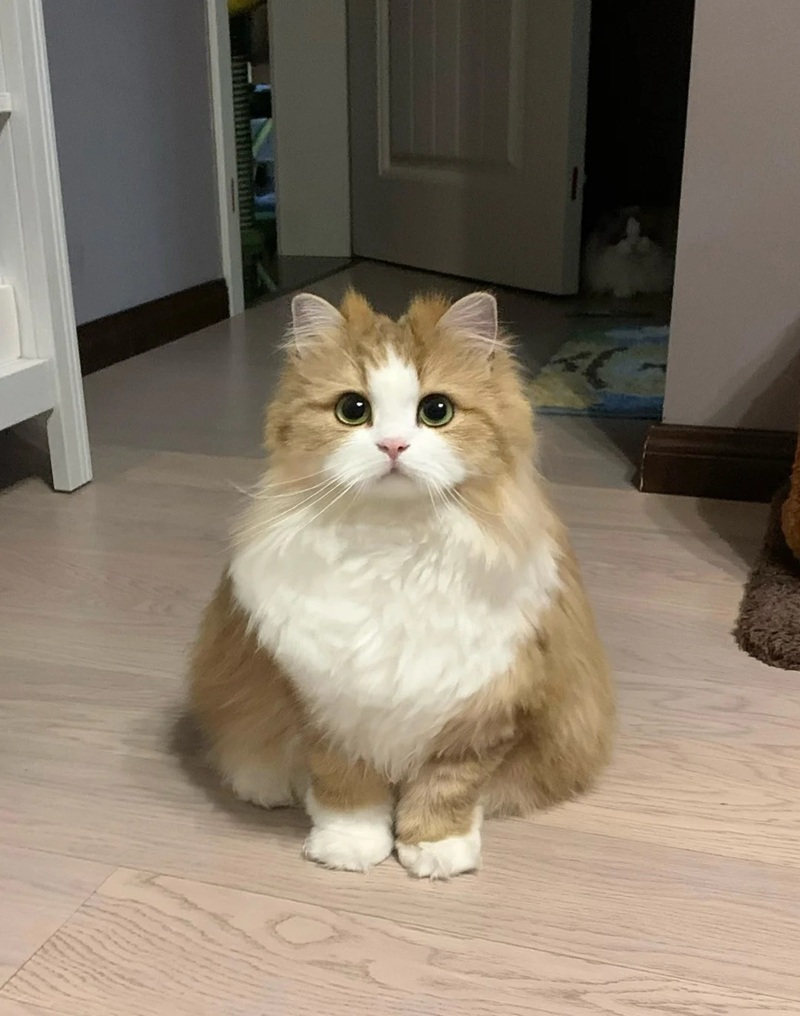 ảnh mèo siêu cute​ 9