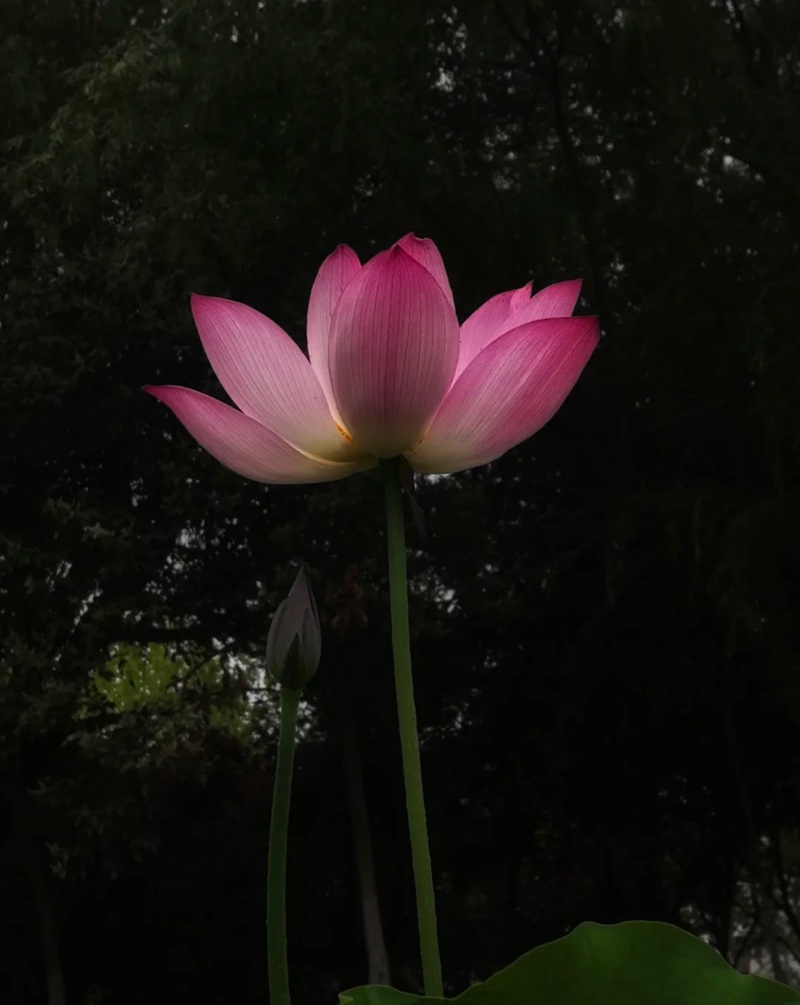 ảnh hoa sen nền đen 1