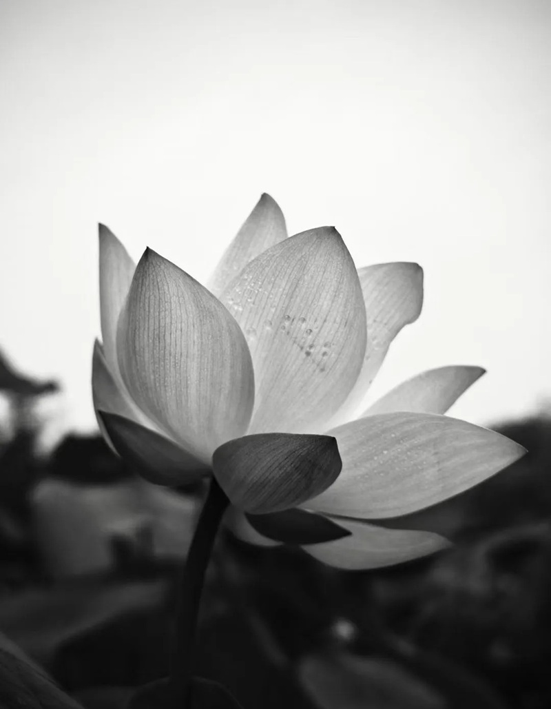 ảnh hoa sen nền đen 13
