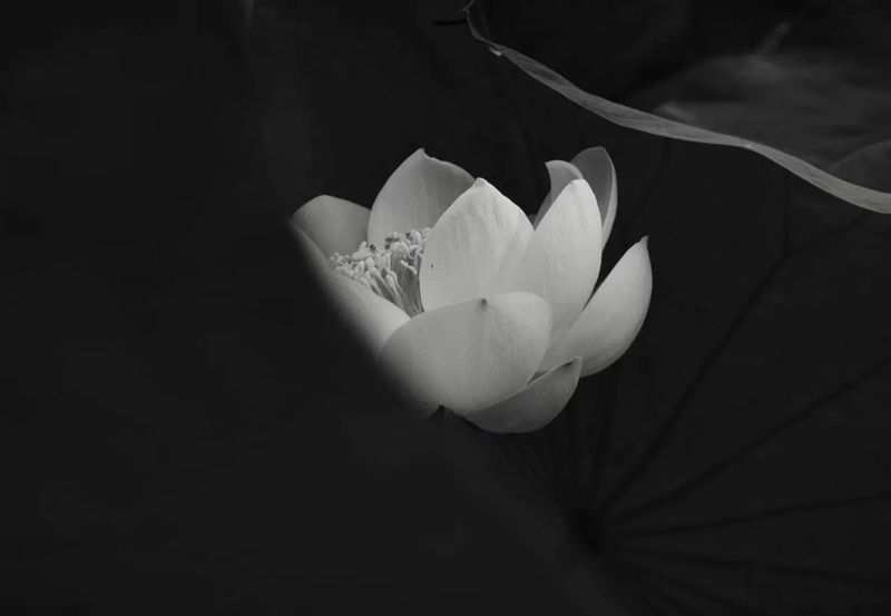 ảnh hoa sen nền đen 16
