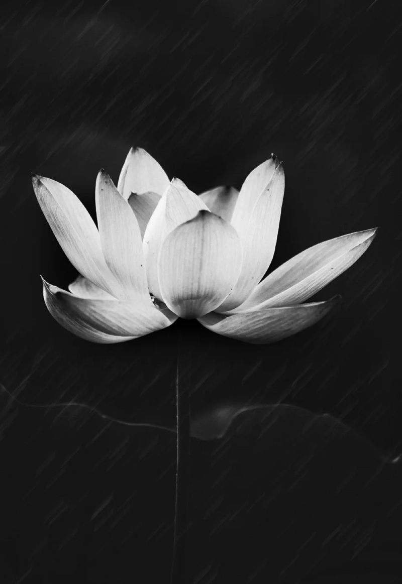 ảnh hoa sen nền đen 21