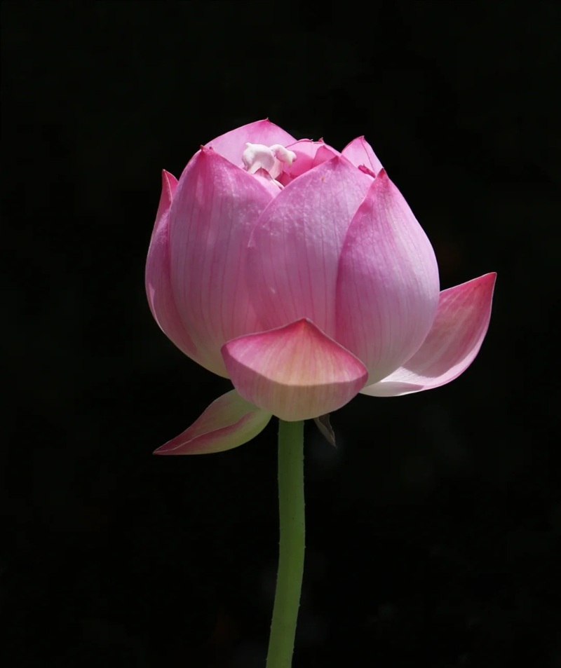 ảnh hoa sen nền đen 31