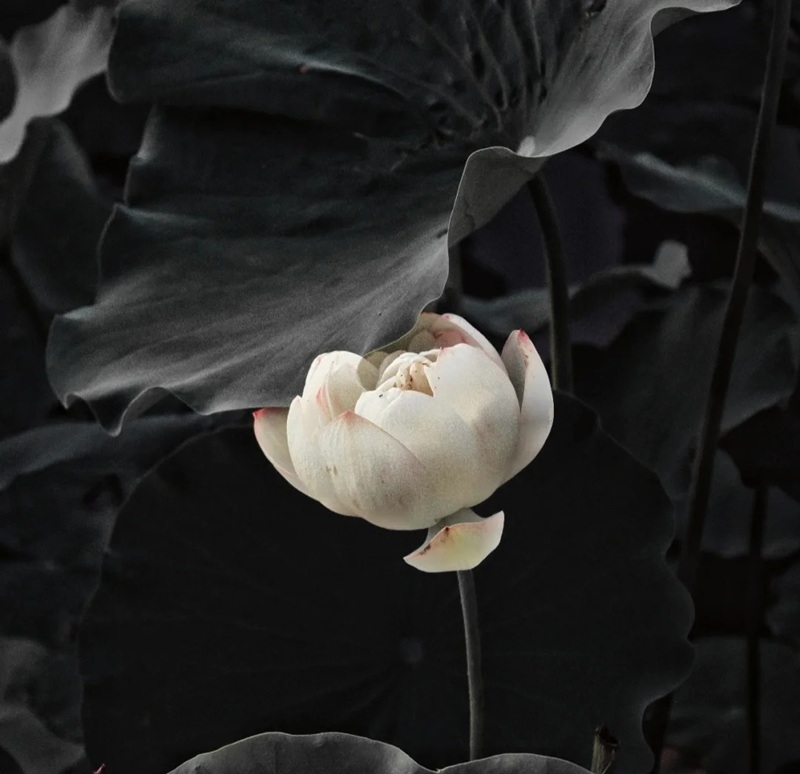 ảnh hoa sen nền đen 33