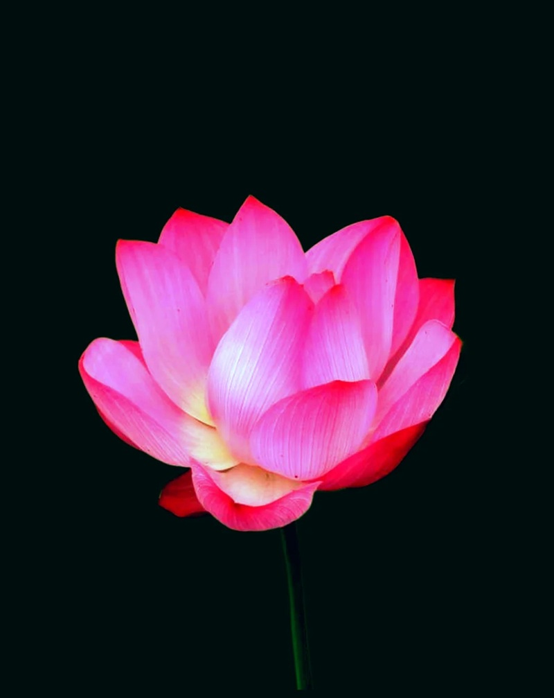 ảnh hoa sen nền đen 38