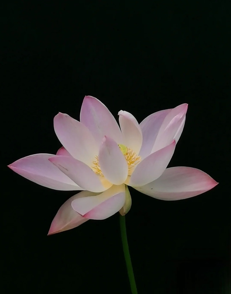 ảnh hoa sen nền đen 8
