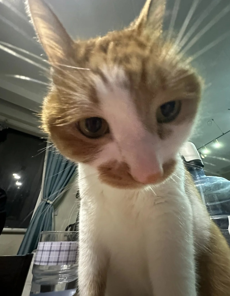 ảnh mèo bựa cute 11